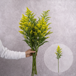 Solidago Yellow 5 stems per bunch