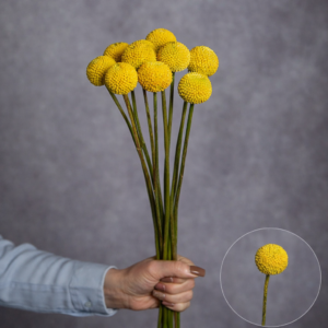 Craspedia 10 stems per bunch