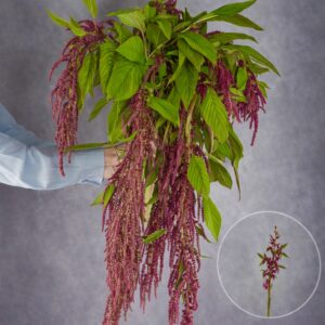 Amaranthus Red Hanging 5 stems per bunch