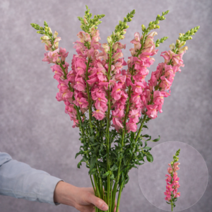 Snapdragons Pink 10 stems per bunch