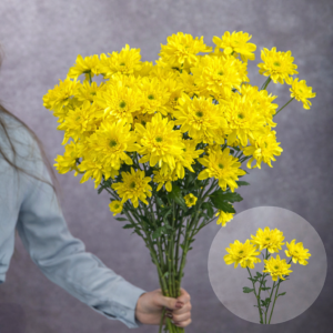 Chrysanthemums Yellow Flat 5 stems per bunch