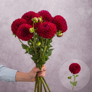 Dahlias Dark Red 5 stems per bunch