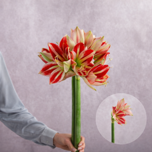 Amaryllis Red/White 2 stems per bunch