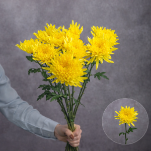 Fuji/Anastasia Yellow (Chrysanthemums) 5 stems per bunch