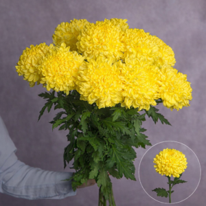 Chrysanthemum Commercial Yellow 3 stems per bunch