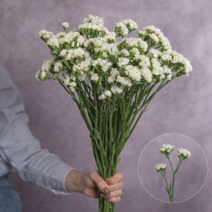 Statice White 10 stems per bunch