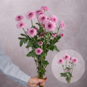 Chrysanthemums Pink Cushion 5 stems per bunch