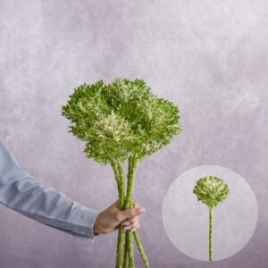 Cabbage Green Frill 5 stems per bunch