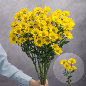 Chrysanthemums Yellow Daisies Mini (Green Center) 5 stems per bunch