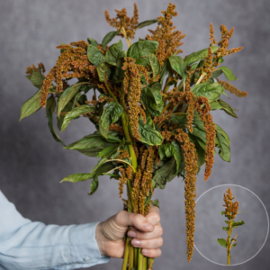 Amaranthus Brown 5 stems per bunch
