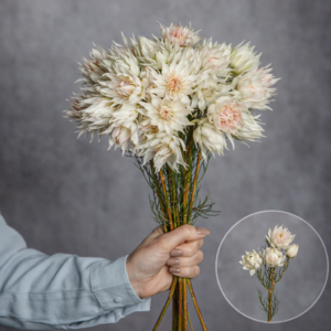 Blushing Bride (Serruria) White 3 stems per bunch