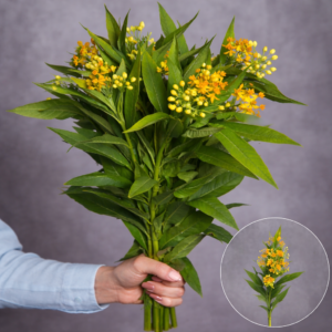 Asclepia Orange 10 stems per bunch