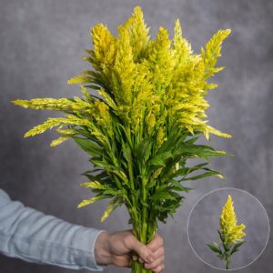 Celosia Wheat Yellow 5 stems per bunch