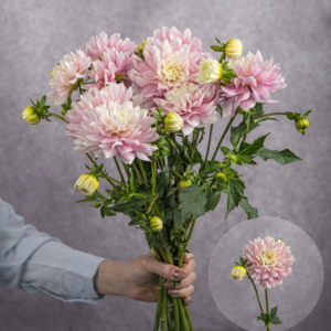 Dahlias Light Pink 5 stems per bunch
