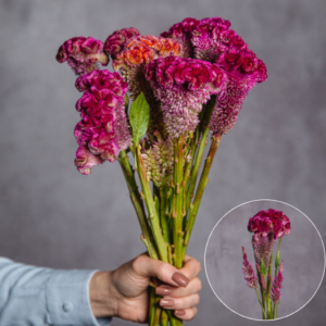 Celosia Hot Pink 5 stems per bunch