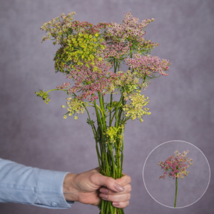 Queen Anne's Lace (Ammi) Brown 5 stems per bunch