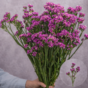 Statice Hot Pink 10 stems per bunch