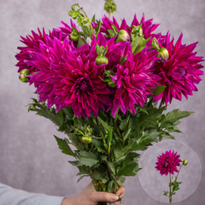 Dahlias Fuchsia 5 stems per bunch
