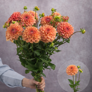 Dahlias Copper 5 stems per bunch