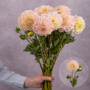Dahlias Peach 5 stems per bunch