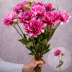 Dahlias Pink Variegated 5 stems per bunch