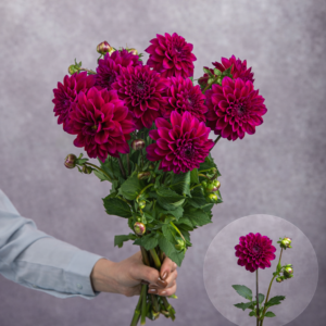 Dahlias Deep Purple 5 stems per bunch