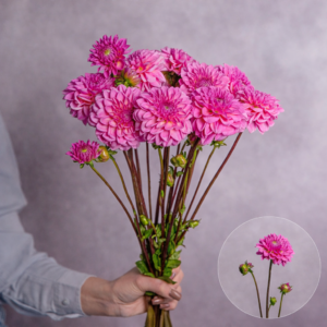 Dahlias Medium Pink 5 stems per bunch