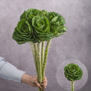 Cabbage Green Ornamental 5 stems per bunch