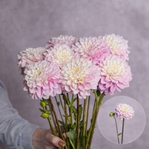 Dahlias Light Pink Flat 5 stems per bunch