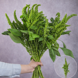 Amaranthus Green Upright 5 stems per bunch