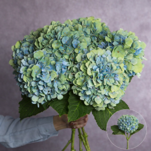Hydrangea Bicolour Large per stem