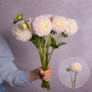 Dahlias Blush 5 stems per bunch