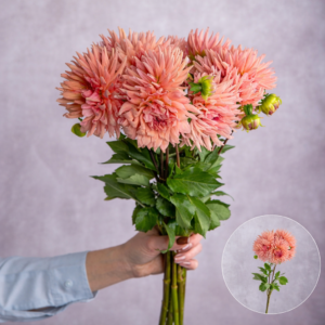 Dahlias Salmon 5 stems per bunch