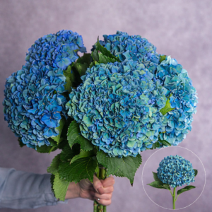 Hydrangea Blue Large per stem