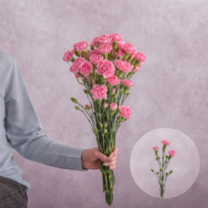 Carnations Medium Pink Mini 10 stems per bunch