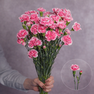 Carnations Bicolour Mini 10 stems per bunch
