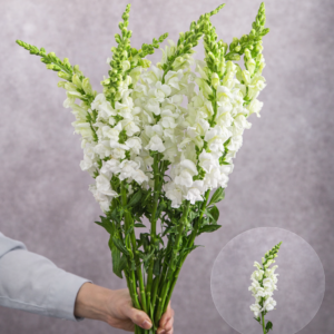 Snapdragons White 10 stems per bunch