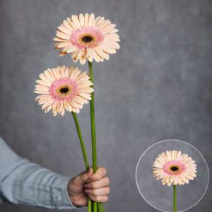 Gerbera Peach (Black Center) 2 stems per bunch