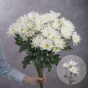 Chrysanthemums White Spider 5 stems per bunch