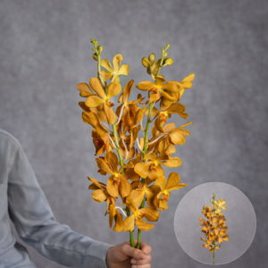 Mokara Orchids Orange 2 stems per bunch