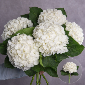 Hydrangea White Large per stem