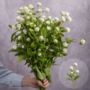 Gomphrena White sold by the bunch