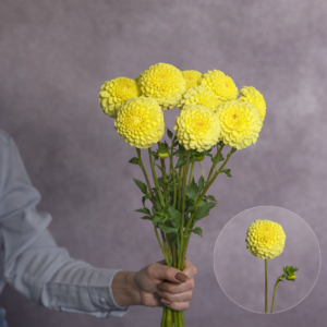 Dahlias Yellow 5 stems per bunch