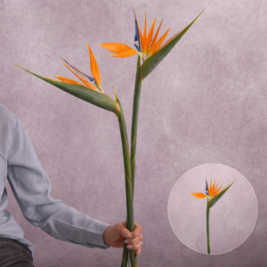Birds of Paradise 2 stem bunches