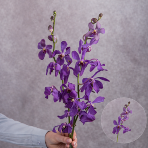 Mokara Orchids Purple 2 stems per bunch