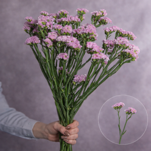 Statice Light Pink 10 stems per bunch