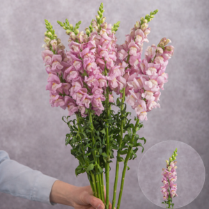 Snapdragons Light Pink 10 stems per bunch