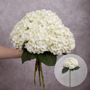 Hydrangea White per stem