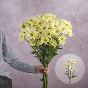 Chrysanthemums Cream Daisies 5 stems per bunch