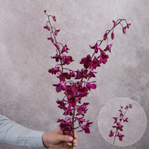Dendrobium Orchids Magenta 2 stems per bunch